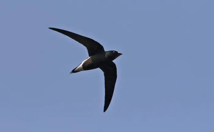 File:Brown backed needletail-Hirundapus giganteus-.jpg