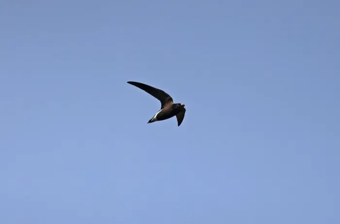 File:Brown backed needletail-Hirundapus giganteus.jpg