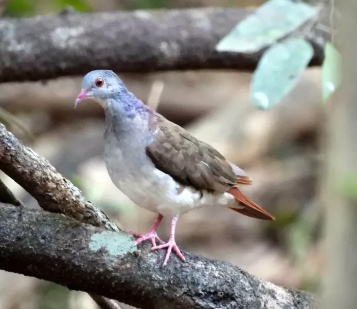 File:Violaceous quail-dove (Geotrygon violacea).jpg
