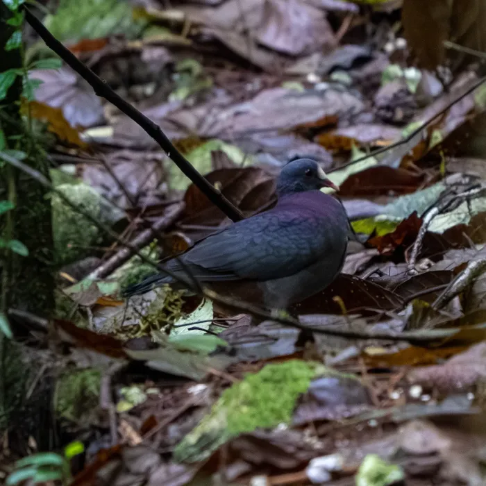 File:White-fronted quail-dove (Geotrygon leucometopia).jpg