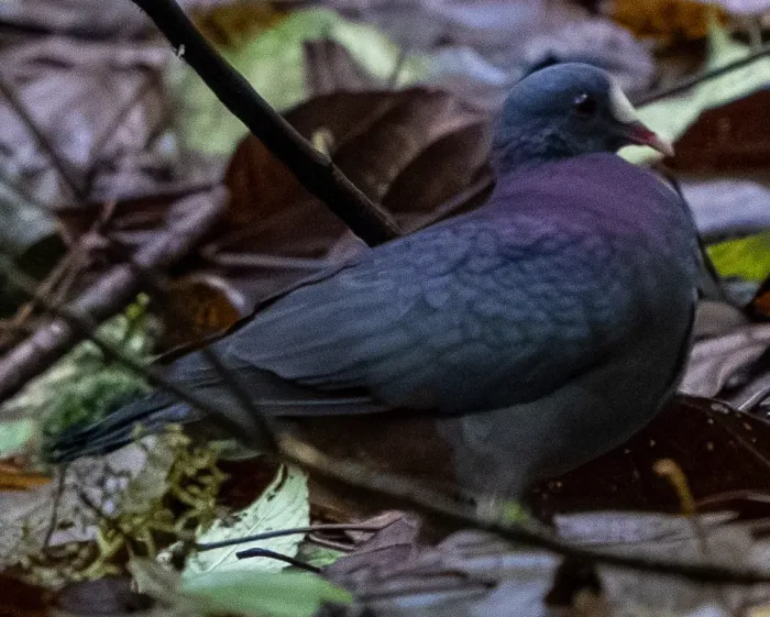 File:White-fronted quail-dove (Geotrygon leucometopia) (cropped).jpg