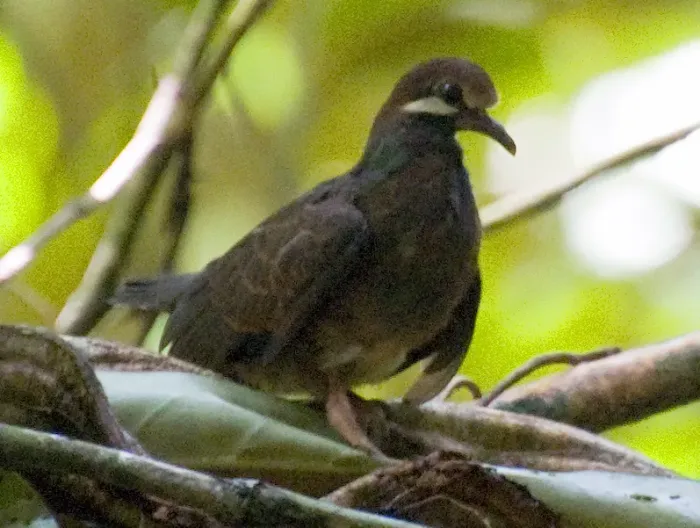 File:Leptotrygon veraguensis, Selva Verde, Costa Rica (cropped).jpg