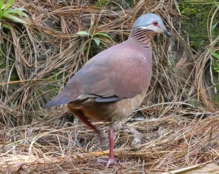 File:Zentrygon chiriquensis 112483716 (cropped).jpg