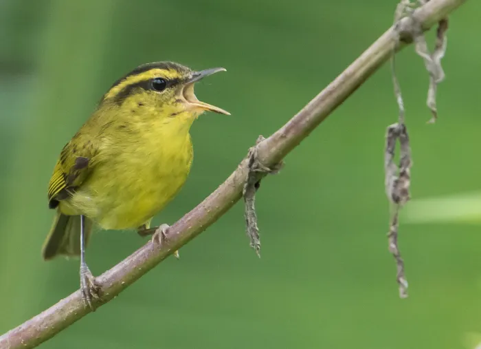 File:Mountain Leaf Warbler - Phylloscopus trivirgatus (49475888026).jpg