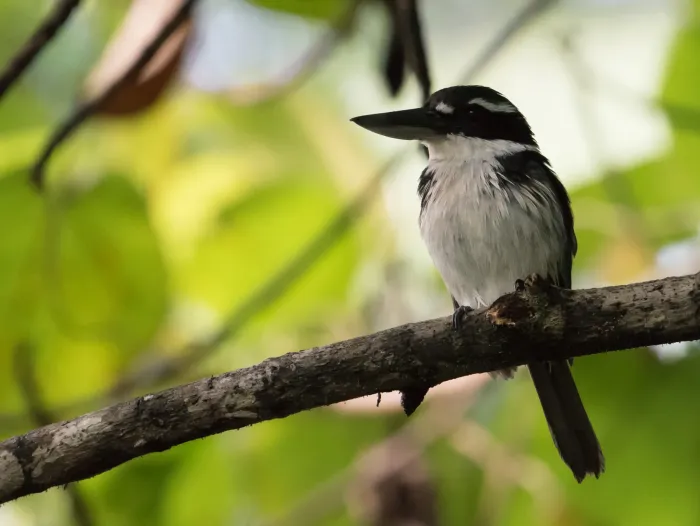 File:Sombre Kingfisher - Todiramphus funebris (49475416743).jpg