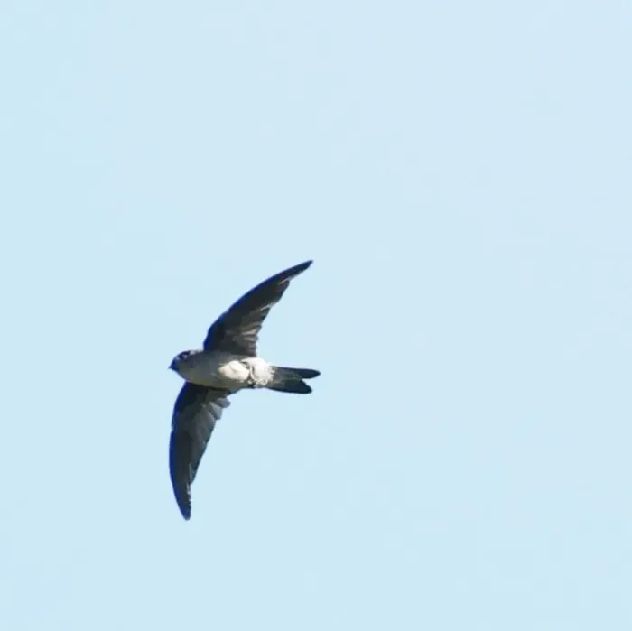 File:Seychelles swiftlet (Aerodramus elaphrus).jpg