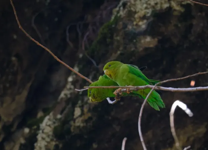 File:Bolborhynchus orbygnesius 252564351.jpg