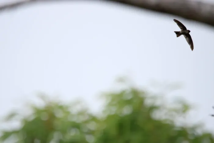 File:Mariana Swiftlet (Aerodramus bartschi) 01.jpg