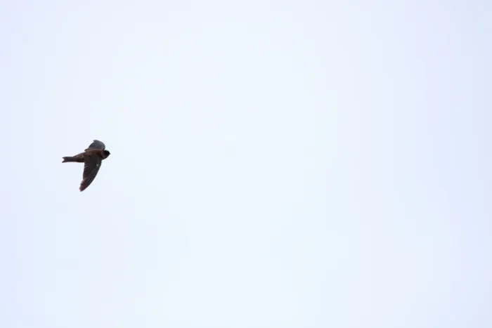 File:Mariana Swiftlet (Aerodramus bartschi) 02.jpg
