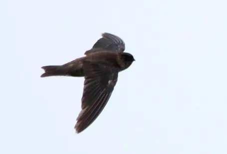 File:Mariana Swiftlet (Aerodramus bartschi) 02 (cropped).jpg