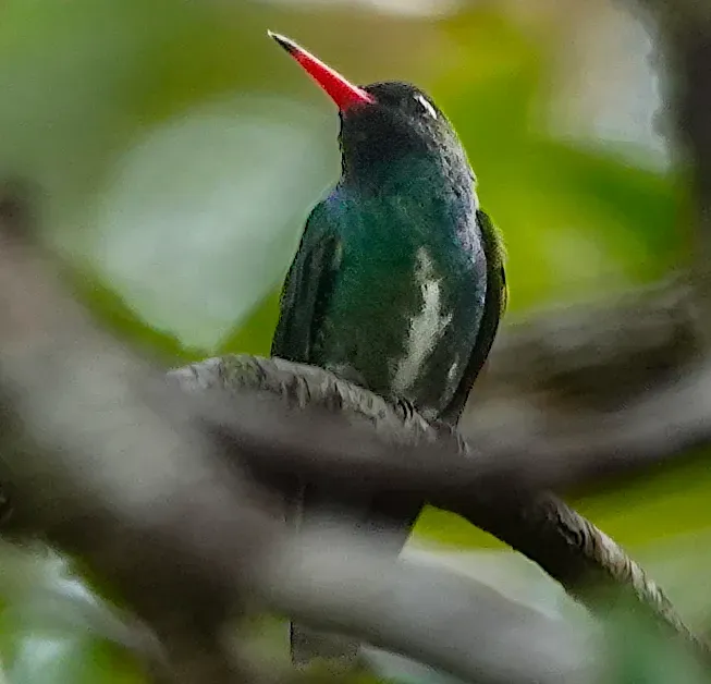 File:Chrysuronia humboldtii Humboldt's Sapphire; Chocó, Colombia (cropped).jpg