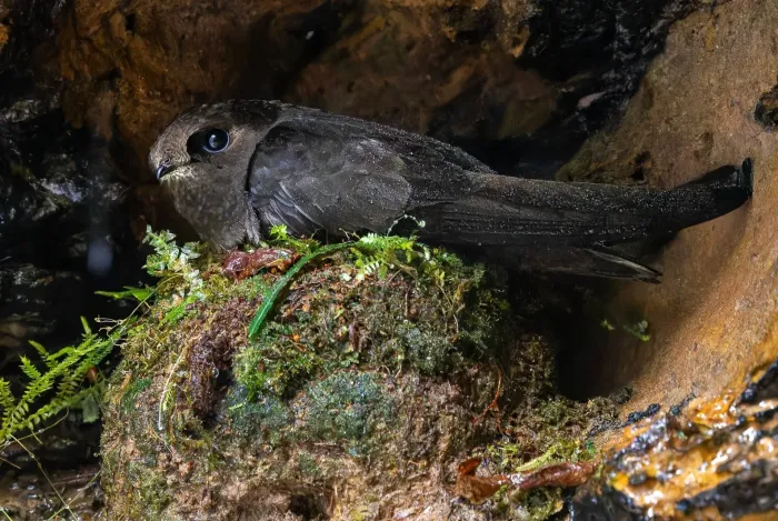 File:Cypseloides cryptus - Paulo Mascaretti - 516283675 (cropped).jpeg