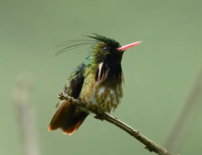 File:Black-crested coquette (Lophornis helenae) (cropped).jpg