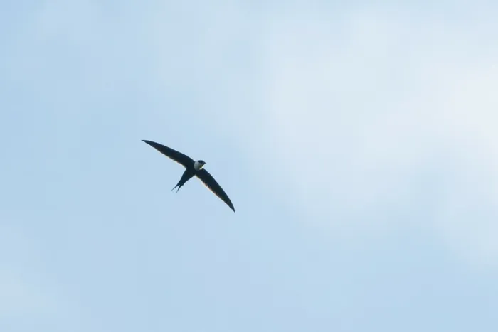 File:Great Swallow-tailed Swift (Panyptila sanctihieronymi).jpg