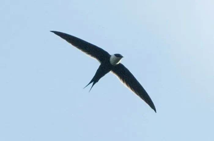 File:Great Swallow-tailed Swift (Panyptila sanctihieronymi) (cropped).jpg