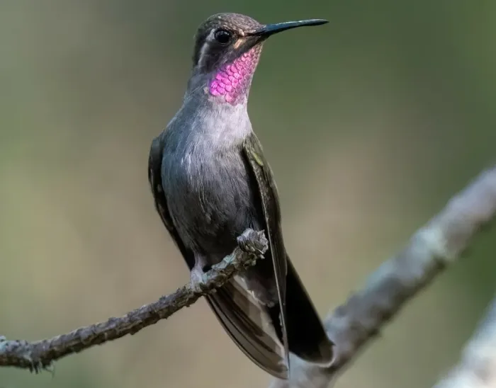 File:Amethyst-throated Mountain-gem (Lampornis amethystinus) (cropped).jpg