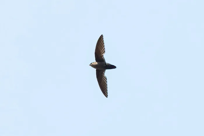 File:Grey-rumped Swift (Chaetura cinereiventris).jpg