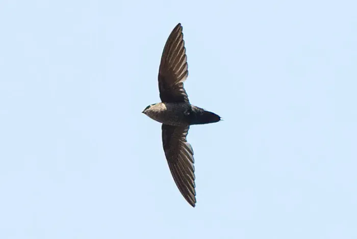 File:Grey-rumped Swift (Chaetura cinereiventris) (cropped).jpg