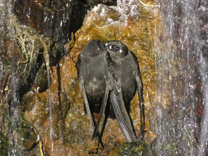 File:Spot-fronted Swift (Cypseloides cherriei).jpg