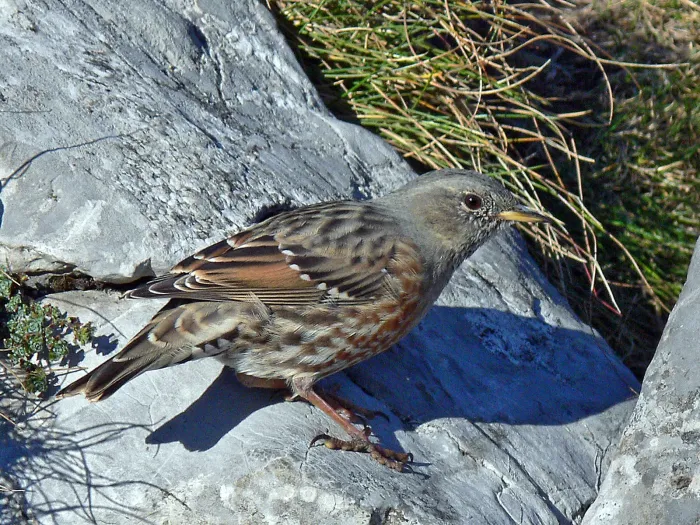 File:Prunella collaris PL.jpg