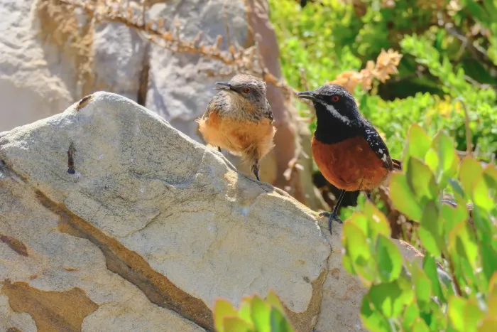 File:Cape Rockjumper (Chaetops frenatus).jpg