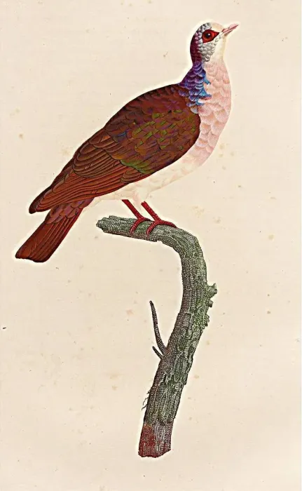 File:Geotrygon violacea.jpg