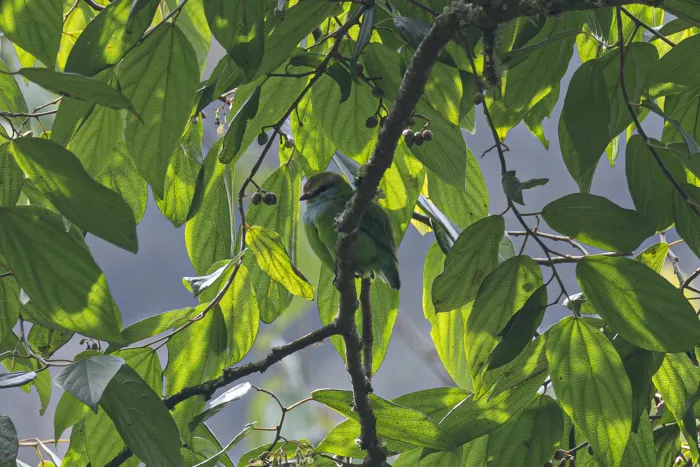 File:Grauer's broadbill (Pseudocalyptomena graueri) 01.jpg