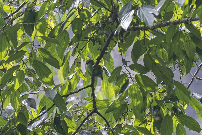 File:Grauer's broadbill (Pseudocalyptomena graueri) 02.jpg