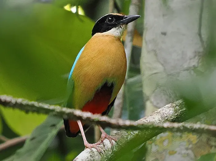 File:Banda Sea pitta (Pitta vigorsii) (cropped).jpg