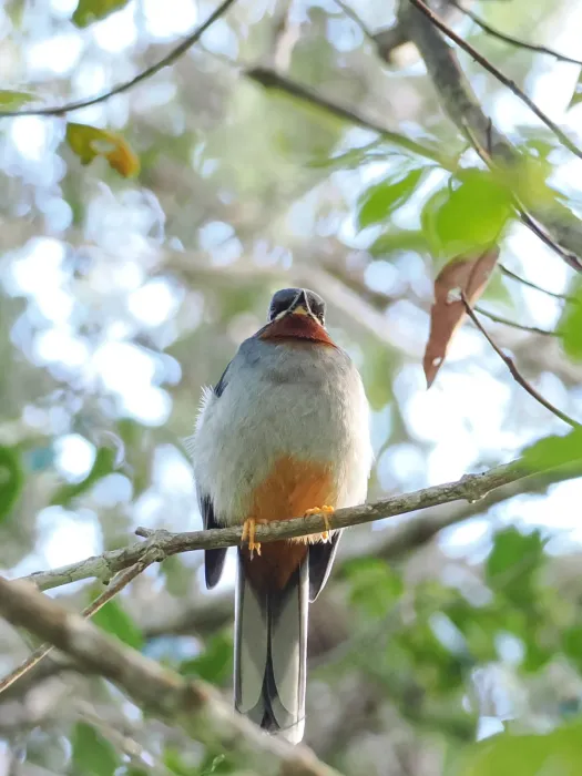 File:Myadestes genibarbis montanus - steve b - 610842377.jpeg