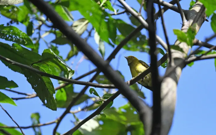 File:Chloropipo flavicapilla (Yellow-headed Manakin), Antioquia, Colombia 4.jpg