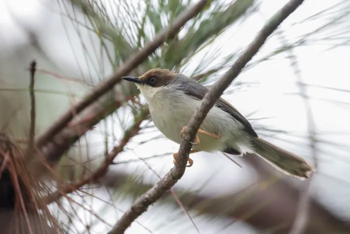 File:Apalis alticola - Tom Field - 512156425.jpeg