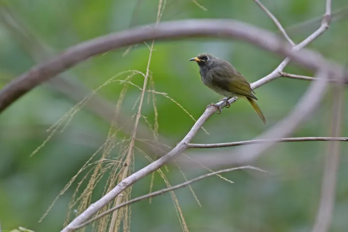 File:Lichmera deningeri - James Eaton - 440527766.jpeg