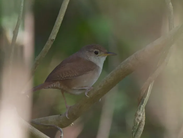 File:Troglodytes beani - Blake Ross - 496841038.jpeg