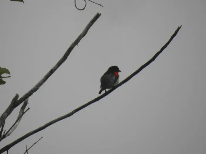 File:Dicaeum wilhelminae - porkytama - 459611348.jpeg