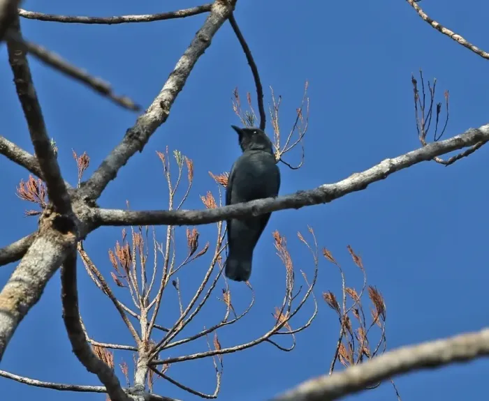 File:Edolisoma sula - James Eaton - 435253756.jpeg