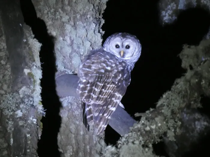 File:Strix sartorii - datadan - 607380801.jpeg