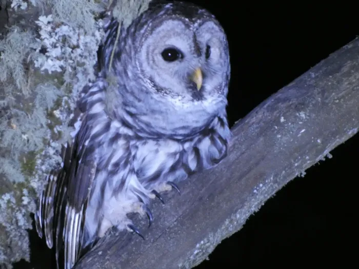 File:Strix sartorii - datadan - 607380201.jpeg