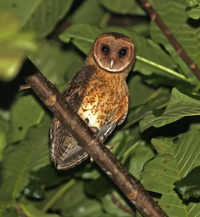 File:Tyto sororcula cayelii - James Eaton - 440527937.jpeg