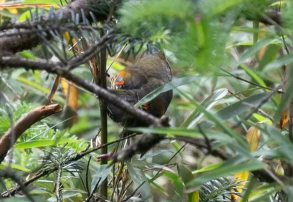 File:Liocichla omeiensis - Wang.QG - 519709588.jpeg