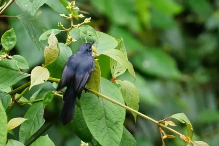 File:Melaenornis ardesiacus - Michał Żyła - 464885713.jpeg