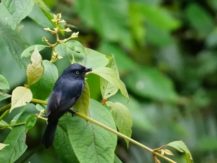File:Melaenornis ardesiacus - Michał Żyła - 464885738.jpeg