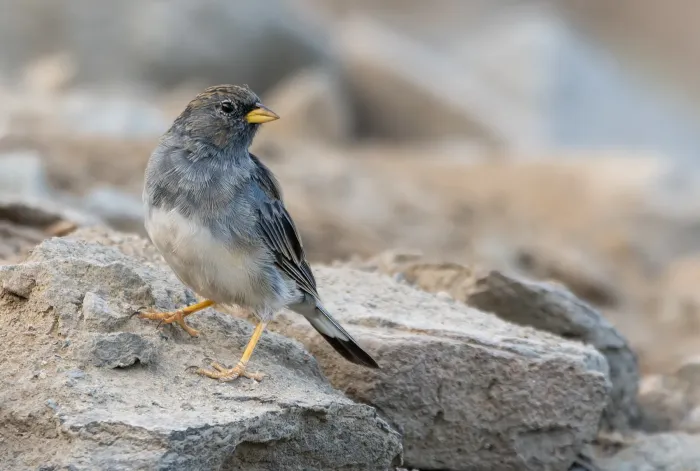 File:Rhopospina alaudina 498303151.jpg