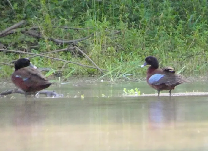 File:Pteronetta hartlaubii (Hartlaub's Duck), Méfou-et-Akono, Cameroon 1.jpg