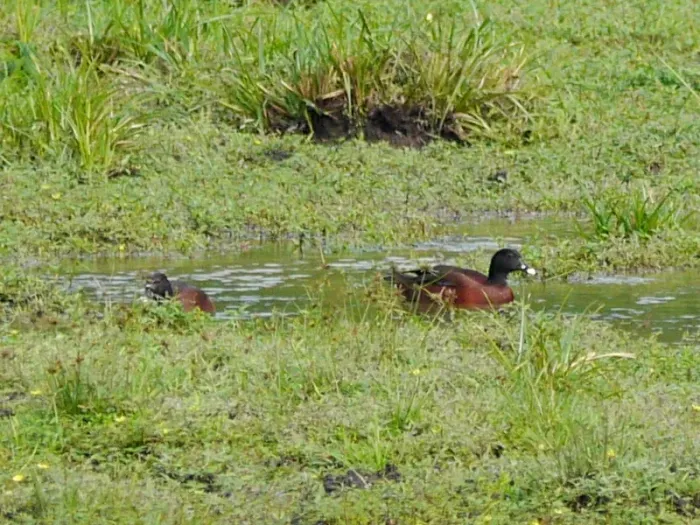 File:Pteronetta hartlaubii (Hartlaub's Duck), Romani Bai, Odzala NP, Congo 1.jpg