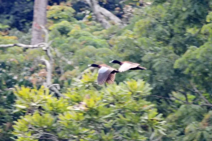 File:Pteronetta hartlaubii (Hartlaub's Duck), Nouabalé-Ndoki NP, Congo 1.jpg
