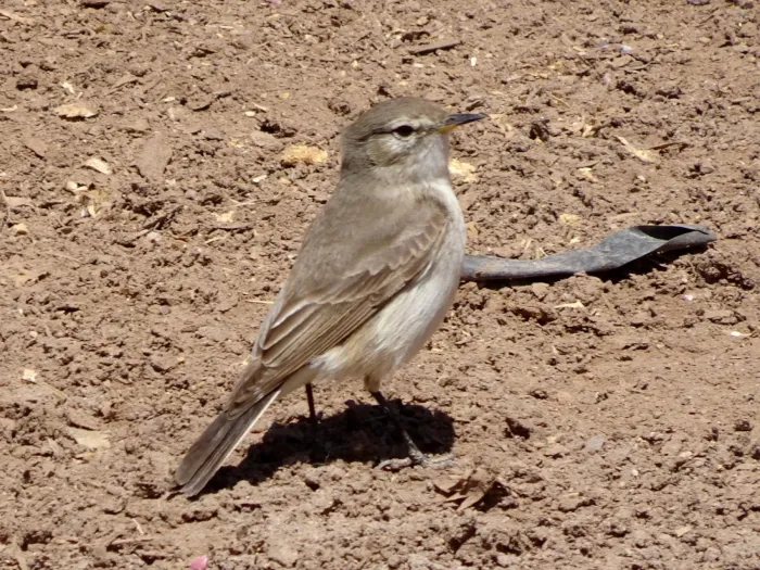 File:Muscisaxicola maculirostris 449646219.jpg