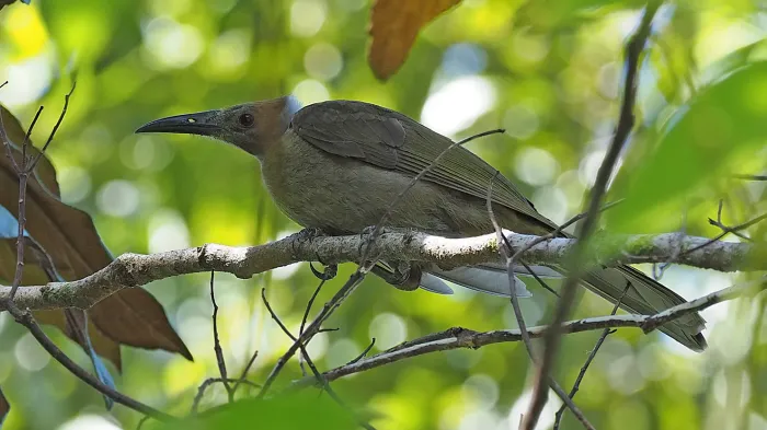 File:Philemon subcorniculatus - James Eaton - 416865991.jpeg