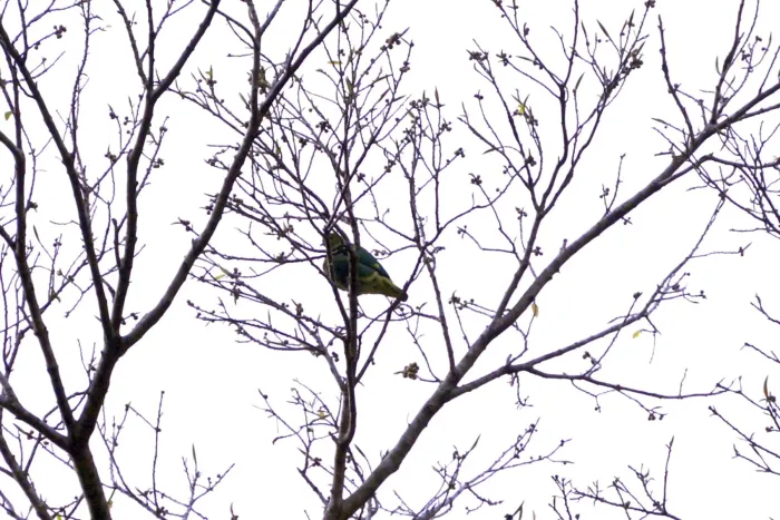 File:Ptilinopus tannensis - Dominik Maximilián Ramík - 550811777.jpeg