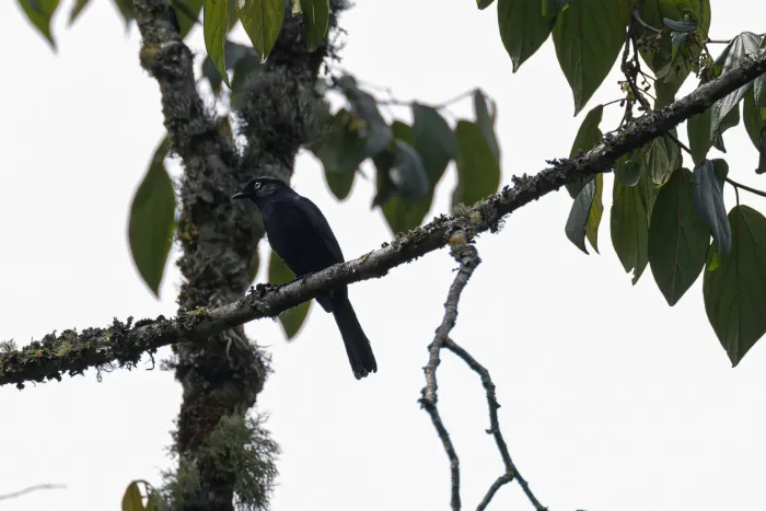 File:Melaenornis ardesiacus in Uganda 393649114.jpg